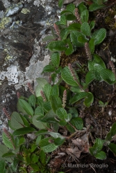 Immagine 1 di 5 - Salix reticulata L.