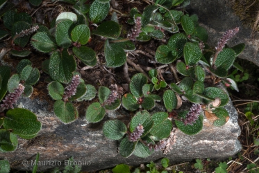 Immagine 2 di 5 - Salix reticulata L.