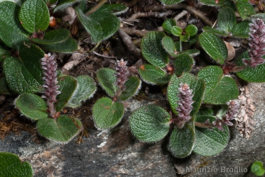 Immagine 3 di 5 - Salix reticulata L.