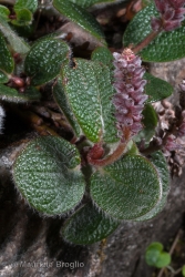 Immagine 4 di 5 - Salix reticulata L.