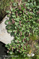 Immagine 5 di 5 - Salix reticulata L.