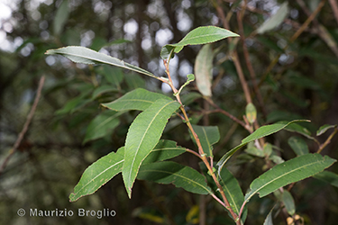 Immagine 1 di 11 - Salix triandra L.