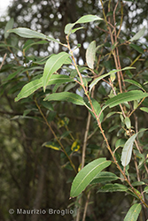 Immagine 2 di 11 - Salix triandra L.