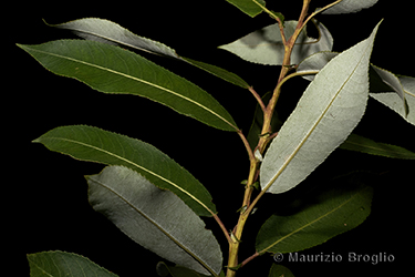 Immagine 3 di 11 - Salix triandra L.