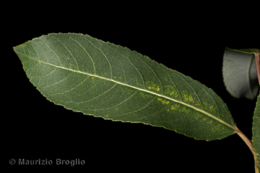 Immagine 4 di 11 - Salix triandra L.