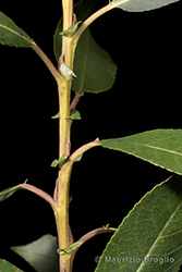 Immagine 5 di 11 - Salix triandra L.