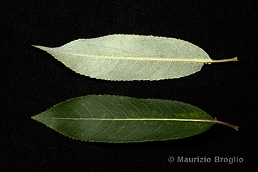 Immagine 6 di 11 - Salix triandra L.