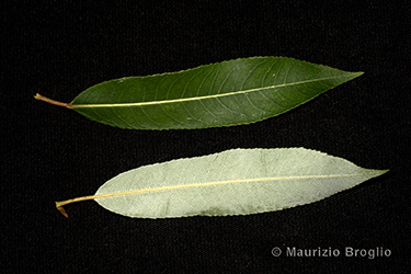 Immagine 7 di 11 - Salix triandra L.