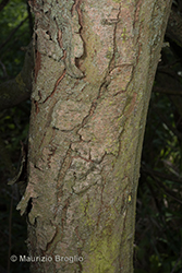 Immagine 11 di 11 - Salix triandra L.