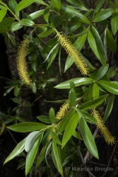 Immagine 1 di 3 - Salix alba L.