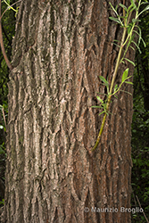 Immagine 3 di 3 - Salix alba L.