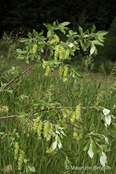 Immagine 1 di 11 - Salix myrsinifolia Salisb.
