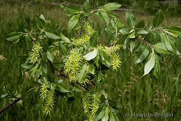 Immagine 2 di 11 - Salix myrsinifolia Salisb.