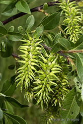 Immagine 3 di 11 - Salix myrsinifolia Salisb.