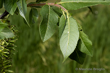 Immagine 4 di 11 - Salix myrsinifolia Salisb.