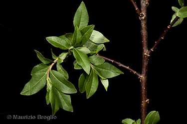 Immagine 5 di 11 - Salix myrsinifolia Salisb.