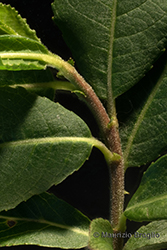 Immagine 6 di 11 - Salix myrsinifolia Salisb.