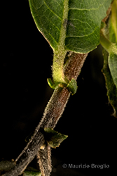 Immagine 7 di 11 - Salix myrsinifolia Salisb.
