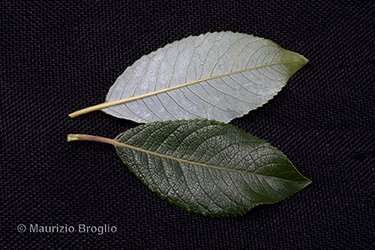 Immagine 11 di 11 - Salix myrsinifolia Salisb.