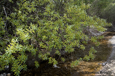 Immagine 2 di 10 - Salix elaeagnos Scop.