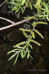 Immagine 3 di 10 - Salix elaeagnos Scop.