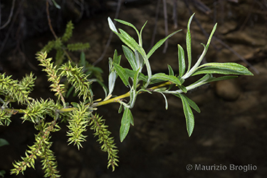 Immagine 4 di 10 - Salix elaeagnos Scop.