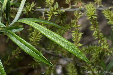 Immagine 5 di 10 - Salix elaeagnos Scop.