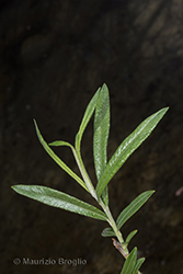 Immagine 6 di 10 - Salix elaeagnos Scop.