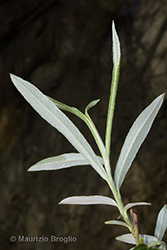 Immagine 7 di 10 - Salix elaeagnos Scop.