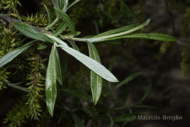 Immagine 8 di 10 - Salix elaeagnos Scop.