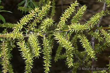 Immagine 9 di 10 - Salix elaeagnos Scop.