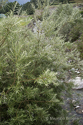 Immagine 10 di 10 - Salix elaeagnos Scop.
