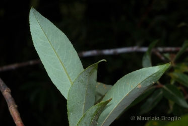 Immagine 2 di 8 - Salix daphnoides Vill.