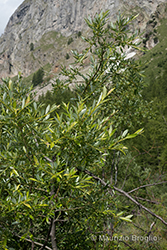 Immagine 3 di 8 - Salix daphnoides Vill.
