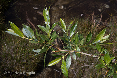 Immagine 4 di 8 - Salix daphnoides Vill.