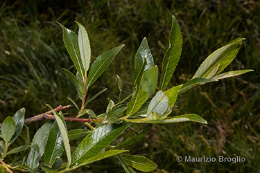 Immagine 5 di 8 - Salix daphnoides Vill.