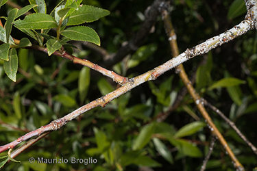Immagine 6 di 8 - Salix daphnoides Vill.