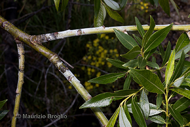 Immagine 7 di 8 - Salix daphnoides Vill.