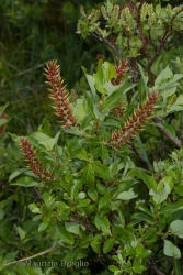 Immagine 1 di 2 - Salix hastata L.