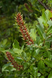 Immagine 2 di 2 - Salix hastata L.