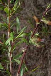 Immagine 1 di 4 - Salix purpurea L.