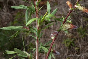 Immagine 2 di 4 - Salix purpurea L.