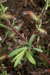 Immagine 3 di 4 - Salix purpurea L.