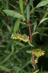 Immagine 4 di 4 - Salix purpurea L.