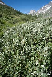 Immagine 1 di 9 - Salix glaucosericea Flod.