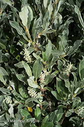 Immagine 5 di 9 - Salix glaucosericea Flod.
