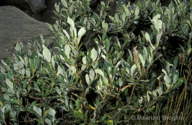 Immagine 3 di 9 - Salix helvetica Vill.
