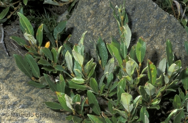 Immagine 4 di 9 - Salix helvetica Vill.