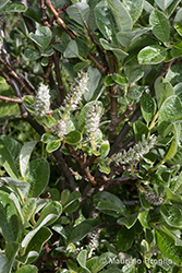 Immagine 6 di 9 - Salix helvetica Vill.
