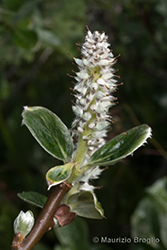 Immagine 7 di 9 - Salix helvetica Vill.